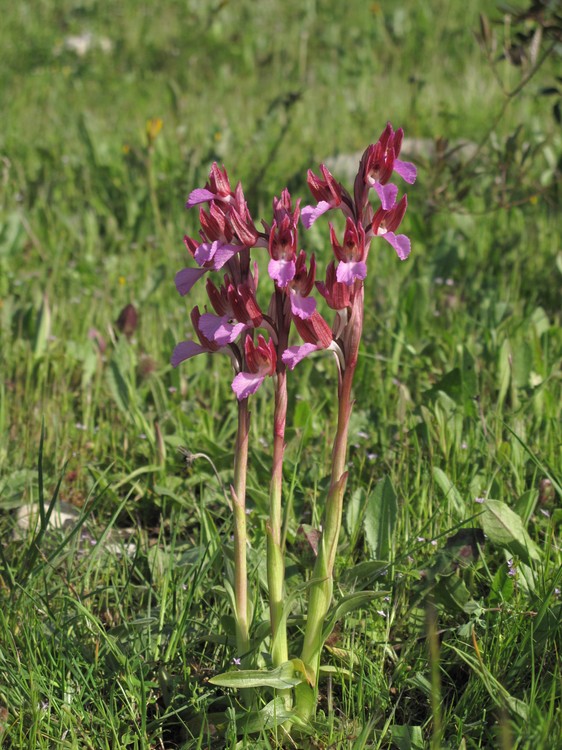 Anacamptis papilionacea